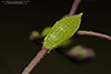 typical leafhopper (Gyponana sp.)