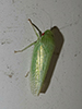 typical leafhopper (Gyponana sp.)