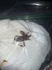 western conifer seed bug