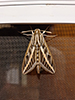 white-lined sphinx