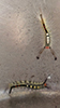 white-marked tussock moth