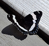White Admiral
