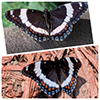 White Admiral