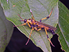 wood soldier fly (Xylomya terminalis)