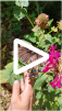 Eastern Tiger Swallowtail