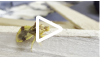 jagged ambush bug