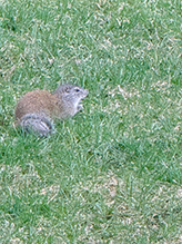 Click to enlarge Franklin’s Ground Squirrel 19