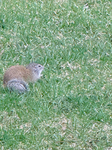 Click to enlarge Franklin’s Ground Squirrel 20