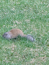 Click to enlarge Franklin’s Ground Squirrel 21