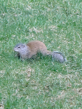 Click to enlarge Franklin’s Ground Squirrel 22