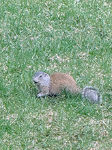 Click to enlarge Franklin’s Ground Squirrel 23