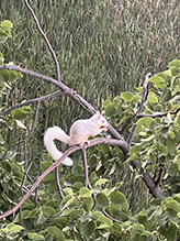 Eastern Gray Squirrel 21