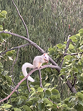 Eastern Gray Squirrel 22