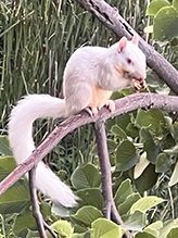 Eastern Gray Squirrel 23