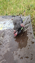 Click to enlarge Star-nosed Mole 06