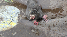 Click to enlarge Star-nosed Mole 07