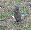 Franklin’s Ground Squirrel