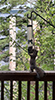 Eastern Gray Squirrel