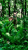 White-tailed Deer