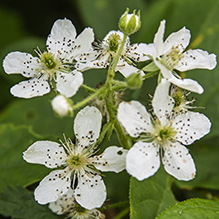 Allegheny blackberry 15