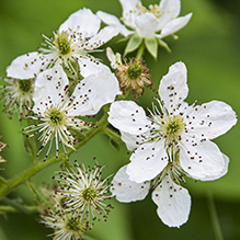 Allegheny blackberry - Featured photo
