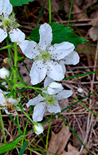Allegheny blackberry 17