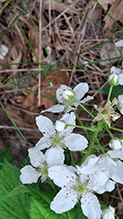 Allegheny blackberry 18