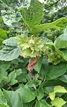 American hazelnut 17