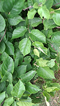 American hazelnut 18