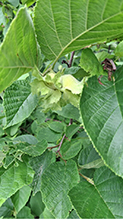 American hazelnut 19