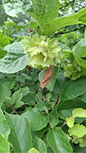 American hazelnut 20