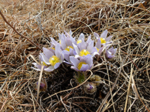American pasqueflower 39