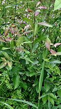 Click to enlarge Bebb’s willow 02