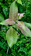 Click to enlarge Bebb’s willow 03