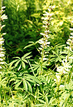 Click to enlarge bigleaf lupine 02