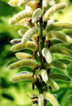 Click to enlarge bigleaf lupine 13