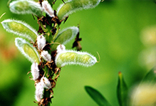 Click to enlarge bigleaf lupine 04