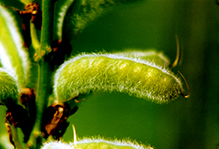 Click to enlarge bigleaf lupine 05