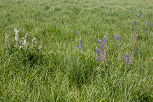 Click to enlarge bigleaf lupine 09