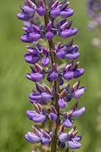 Click to enlarge bigleaf lupine 12
