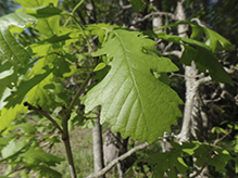 swamp white oak