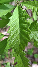 bur oak (var. macrocarpa) 36