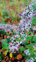 Click to enlarge calico aster 02