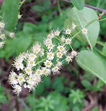 Click to enlarge chokecherry 19