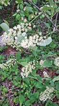 Click to enlarge chokecherry 20
