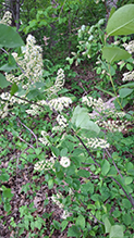 Click to enlarge chokecherry 21