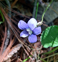 common blue violet 20