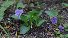 common blue violet 21