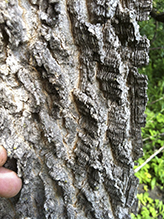 northern hackberry
