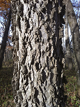 common hackberry